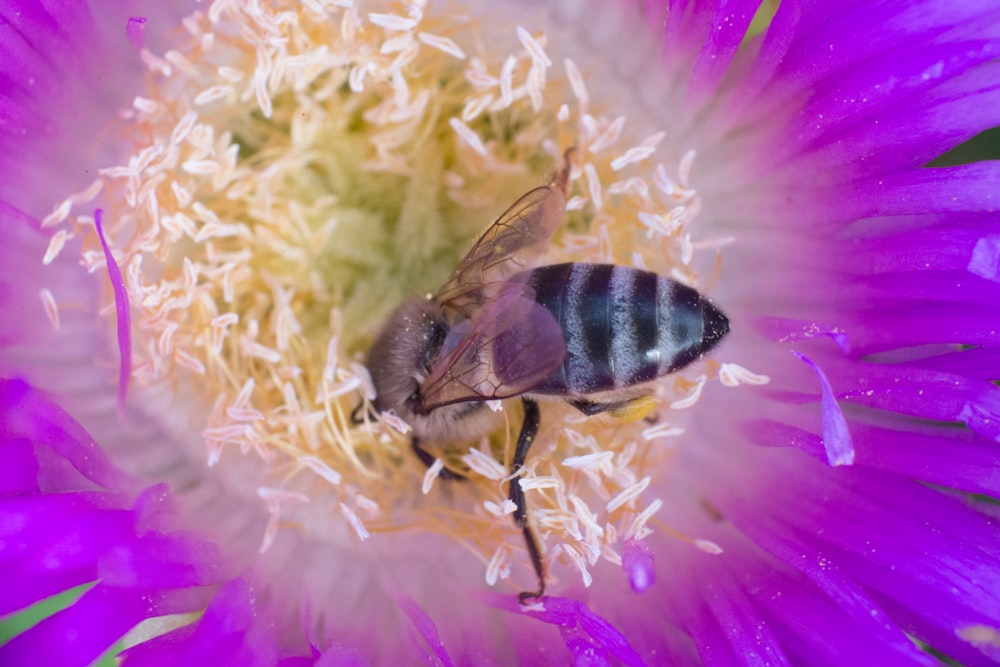 black and yellow bee on pink flower