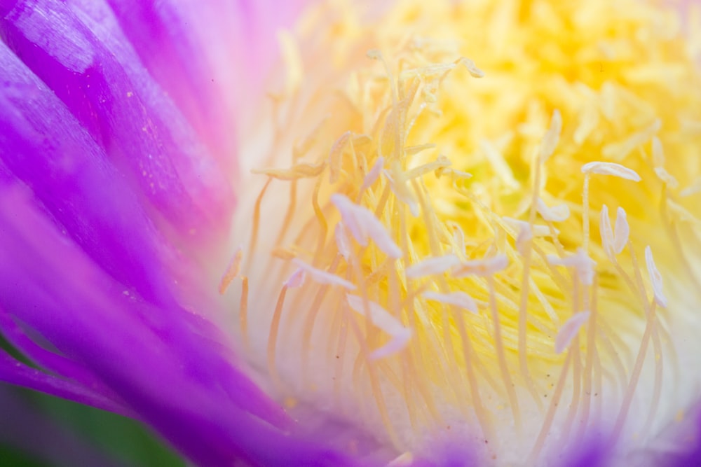 yellow and purple flower in macro photography