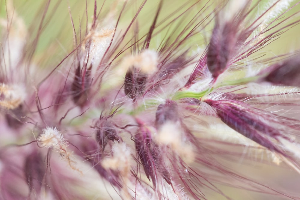 purple and white flower in macro lens photography