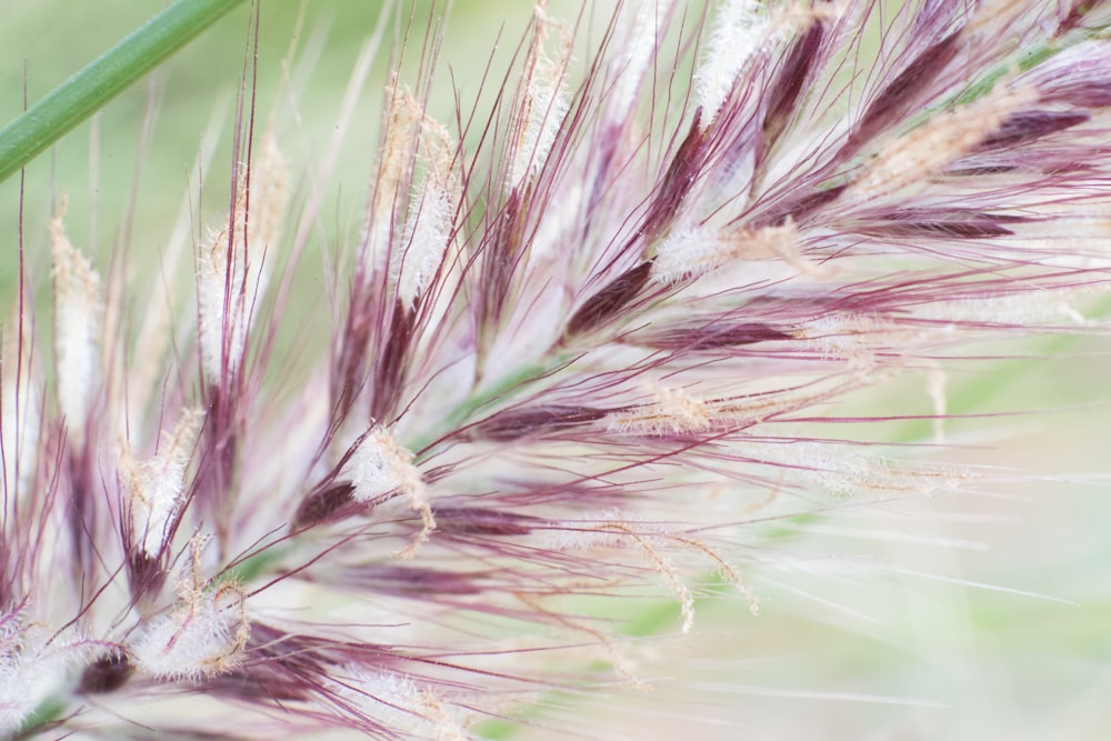 Diente de león blanco en fotografía de primer plano