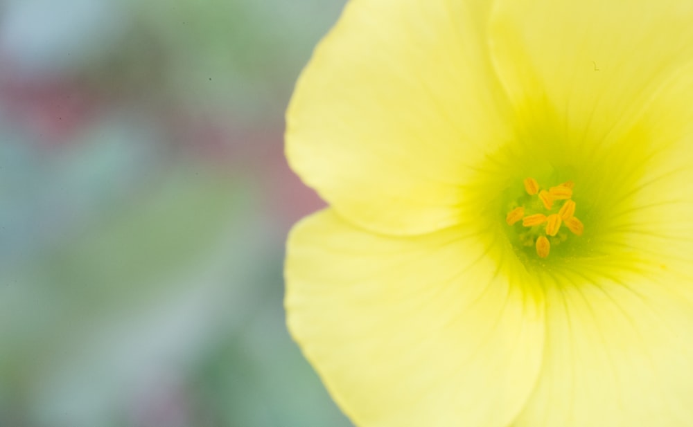 yellow flower in tilt shift lens