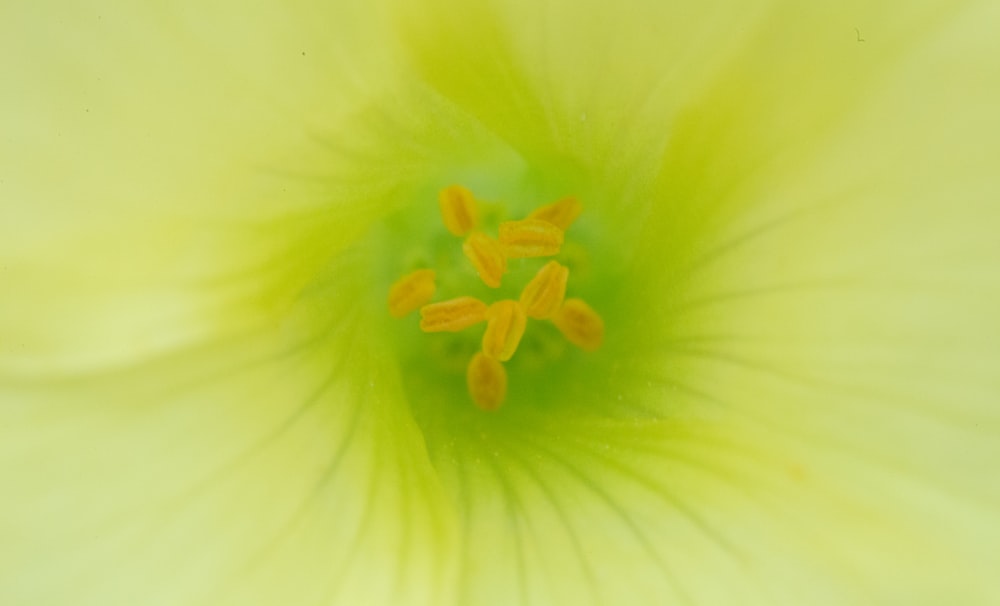 Gelbe und weiße Blume in der Makrofotografie