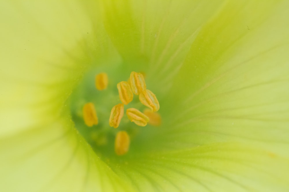 Flor amarilla y blanca en la fotografía macro