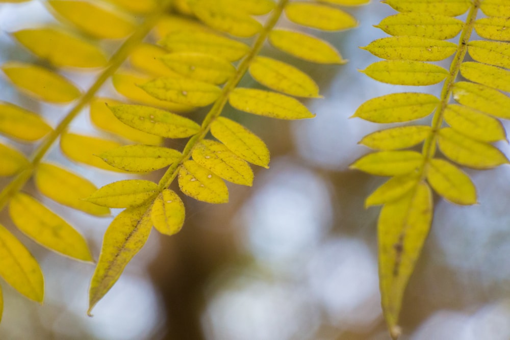 folhas amarelas e verdes na lente tilt shift