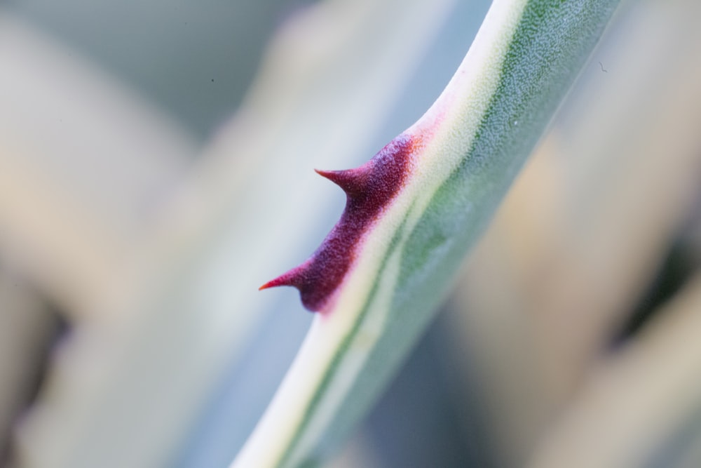 plante rose et verte en gros plan