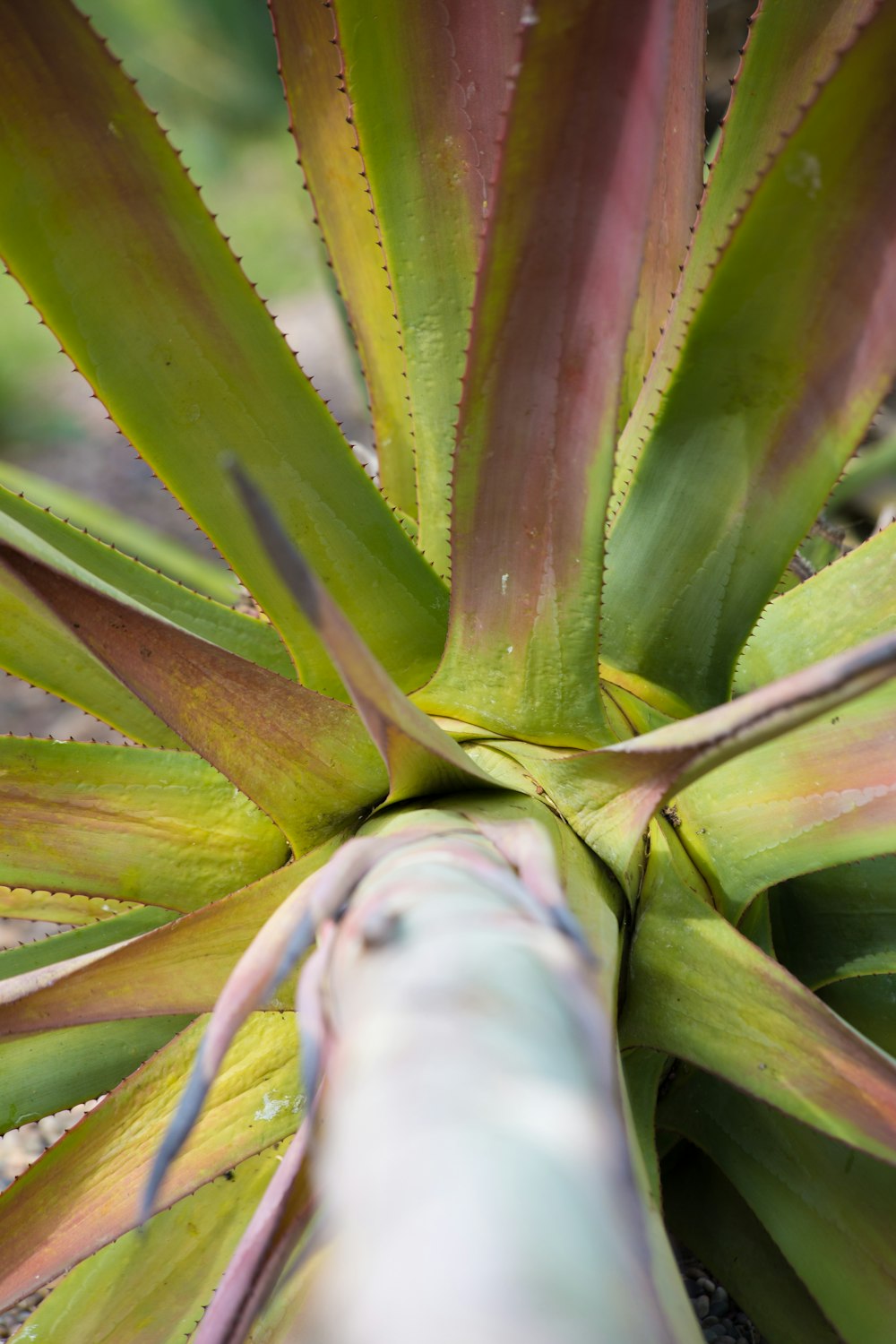 Planta verde en fotografía de primer plano