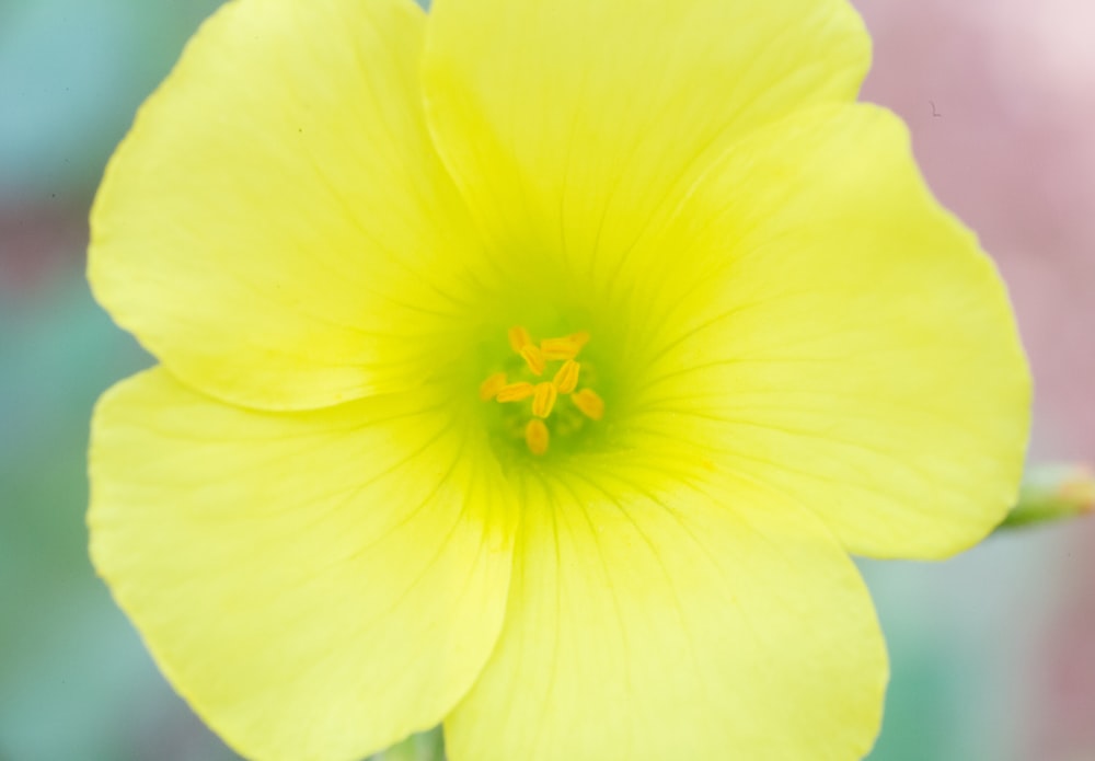 fiore giallo in primo piano fotografia