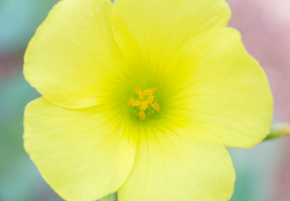 flor amarela na fotografia de perto