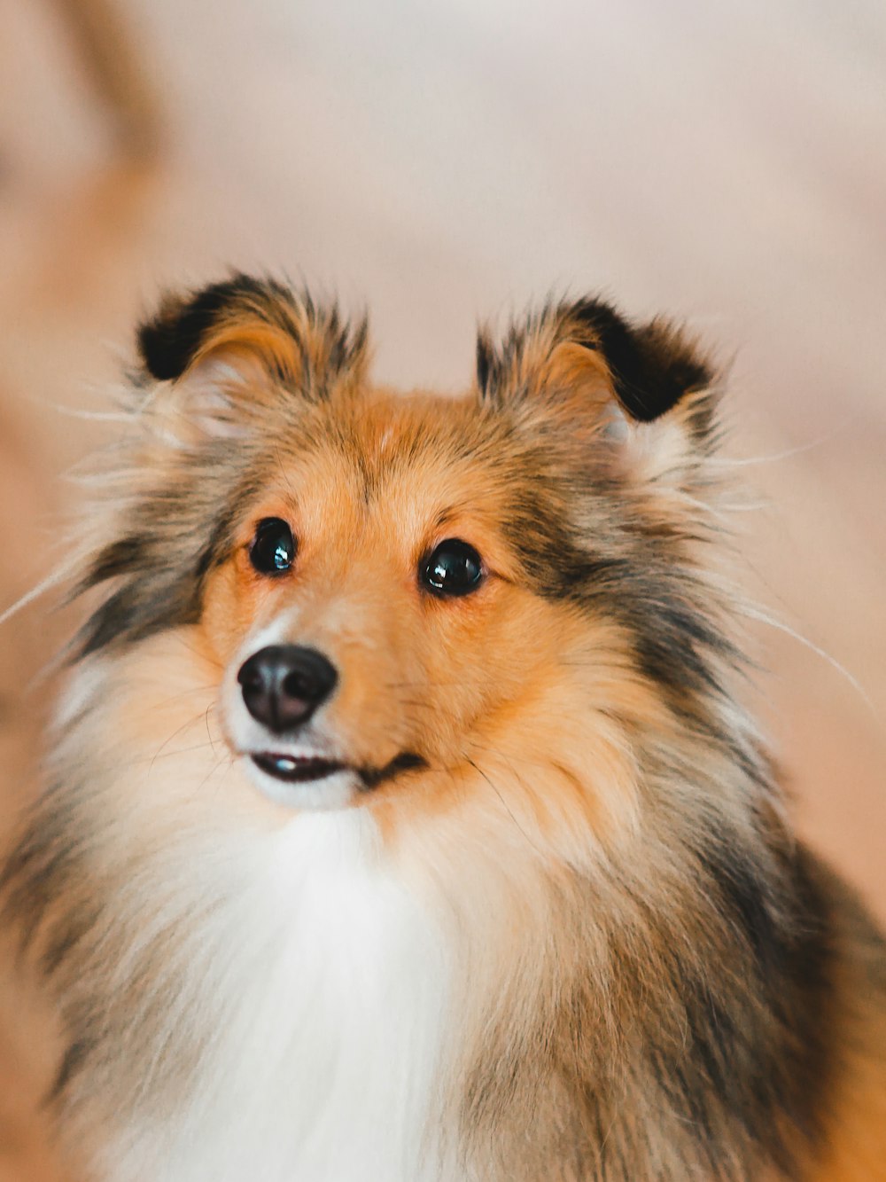 brown white and black long coated dog