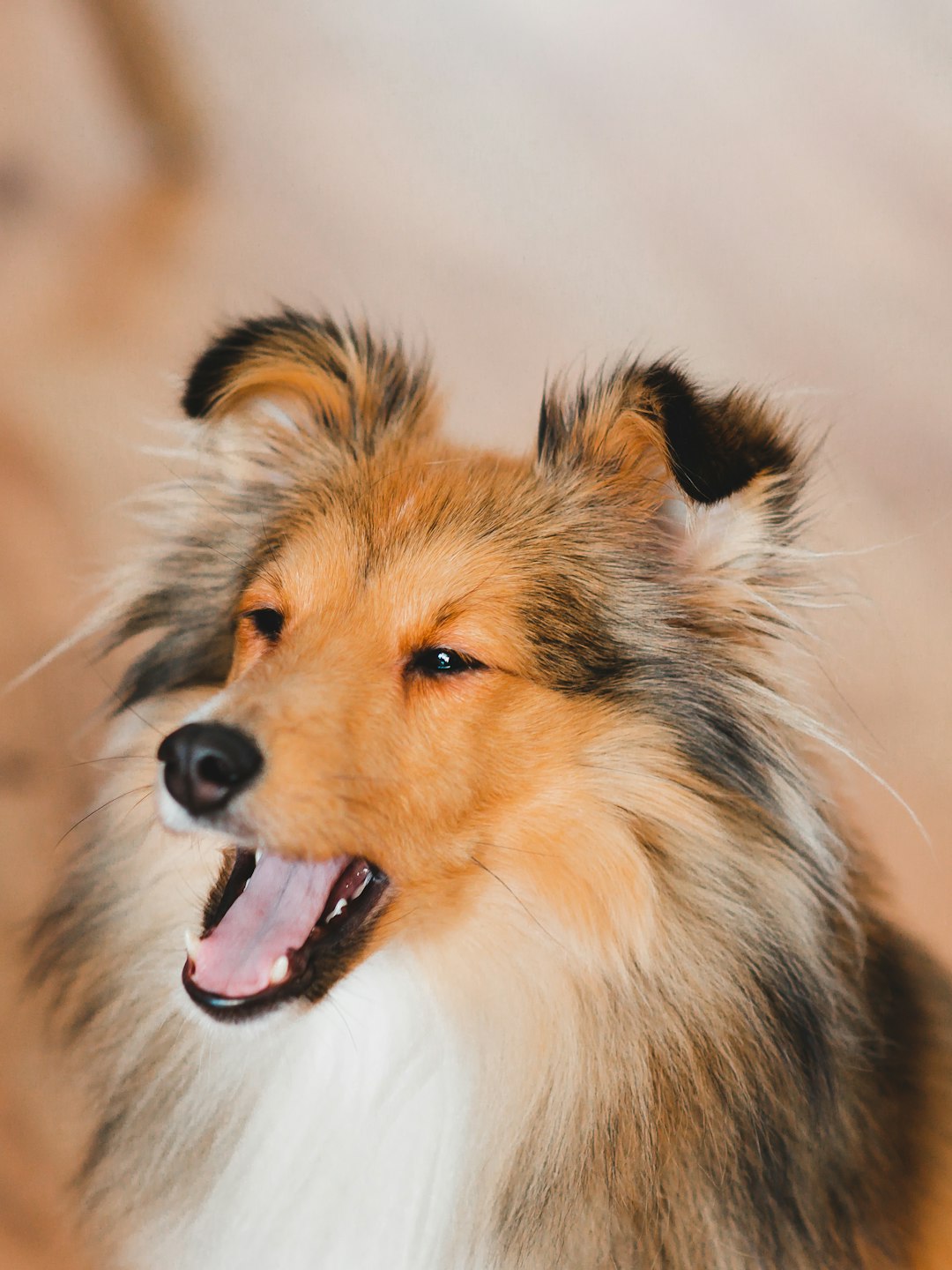 brown white and black long coated dog