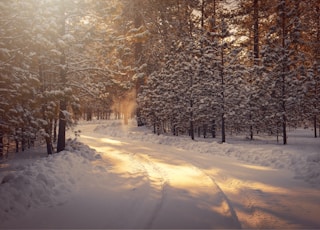 snow covered road between trees during daytime