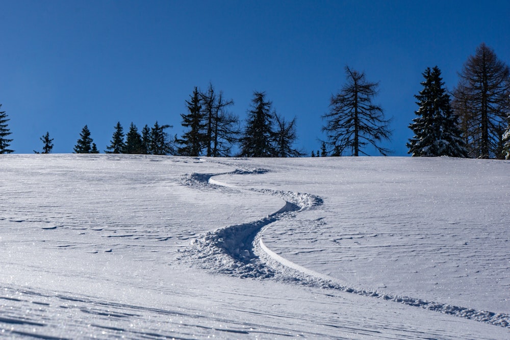 green pine trees on snow covered ground during daytime