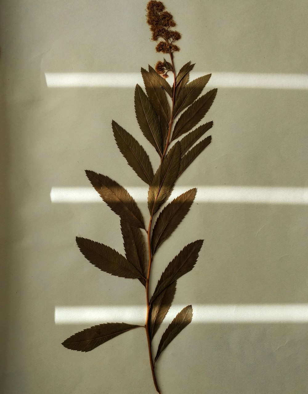 brown leaves on white surface