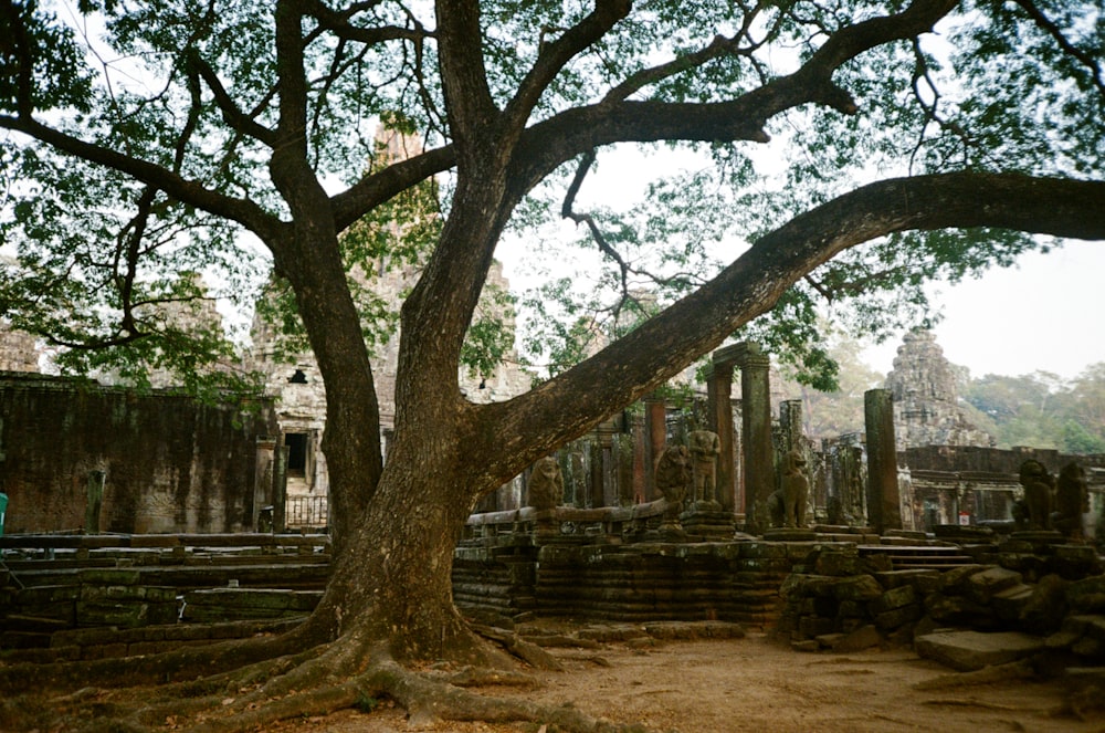 brown trees on brown soil