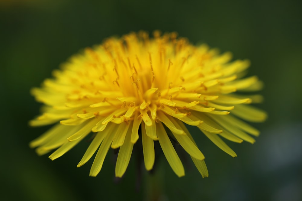 yellow flower in macro lens