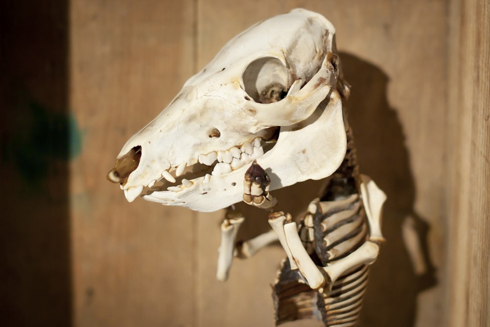 white animal skull on brown wooden wall