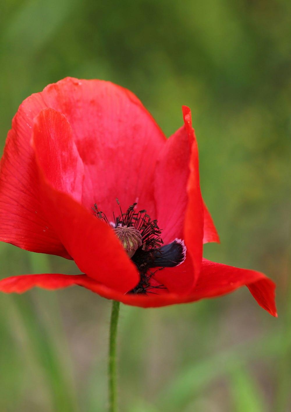 black bee on red flower