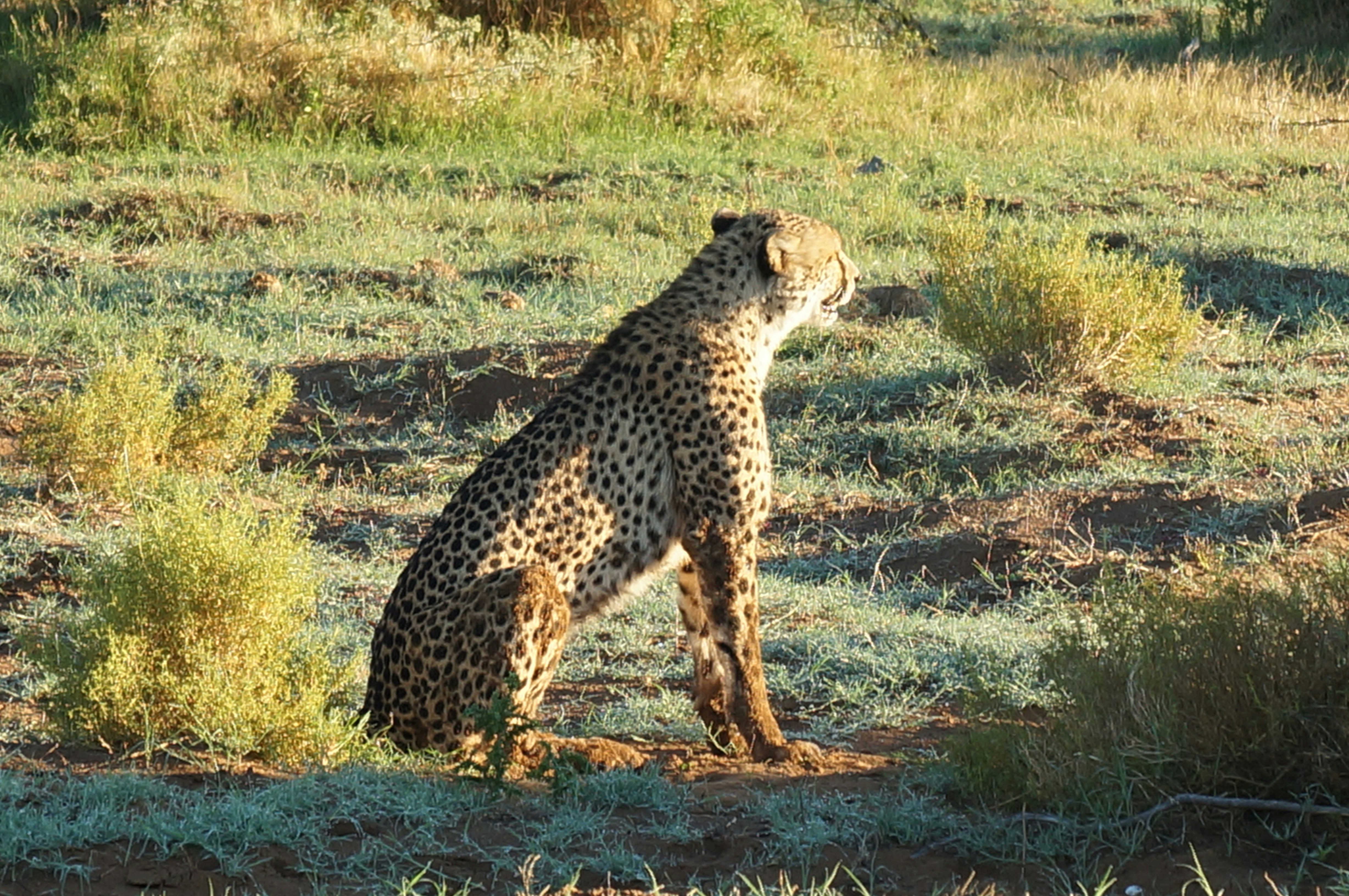 Rosettes in the Rising Sun (image credits: unsplash)