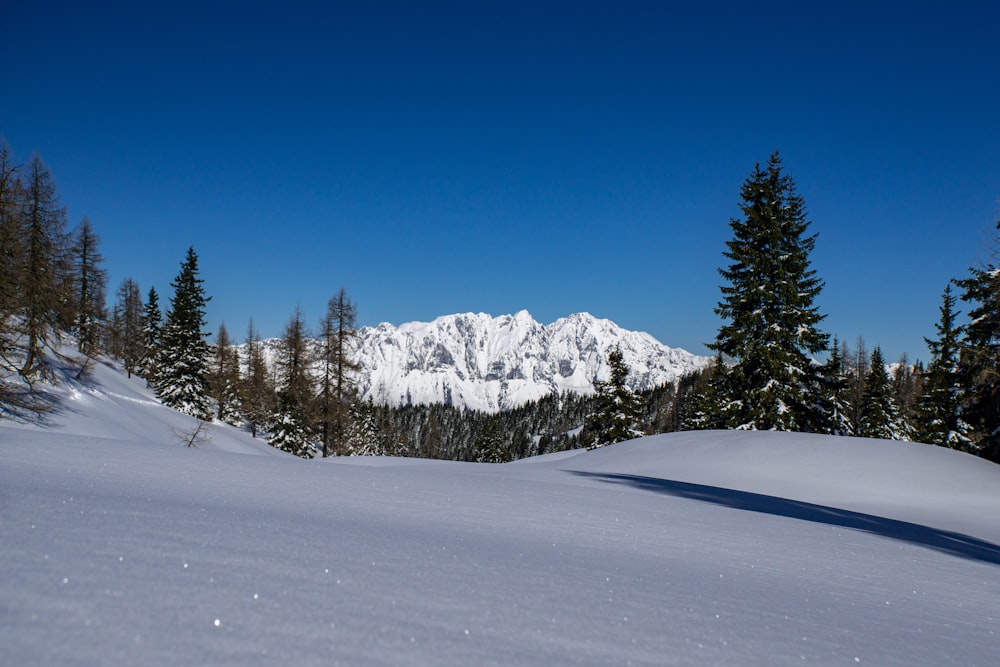 green pine trees on snow covered ground during daytime