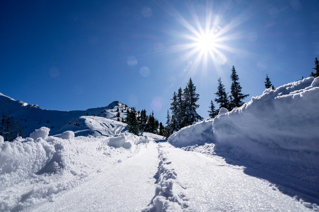 green pine trees on snow covered ground under blue sky during daytime