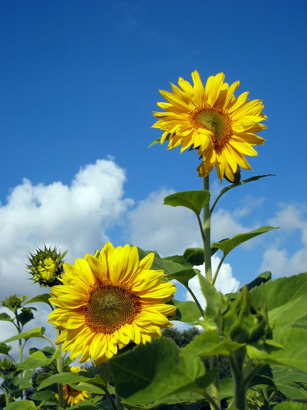 yellow sunflower under blue sky during daytime