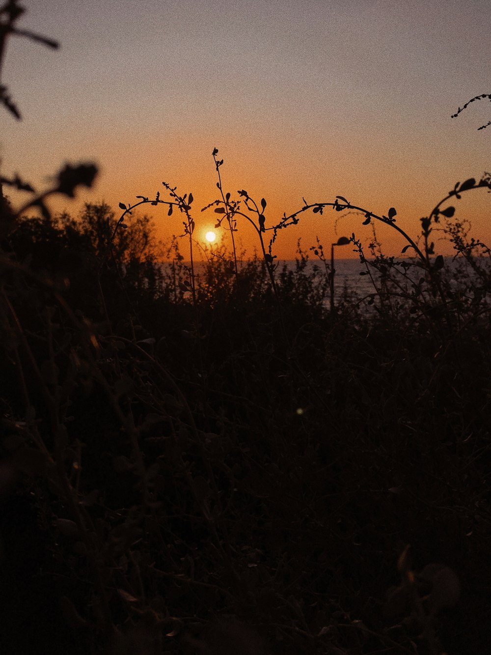 silhouette of grass during sunset