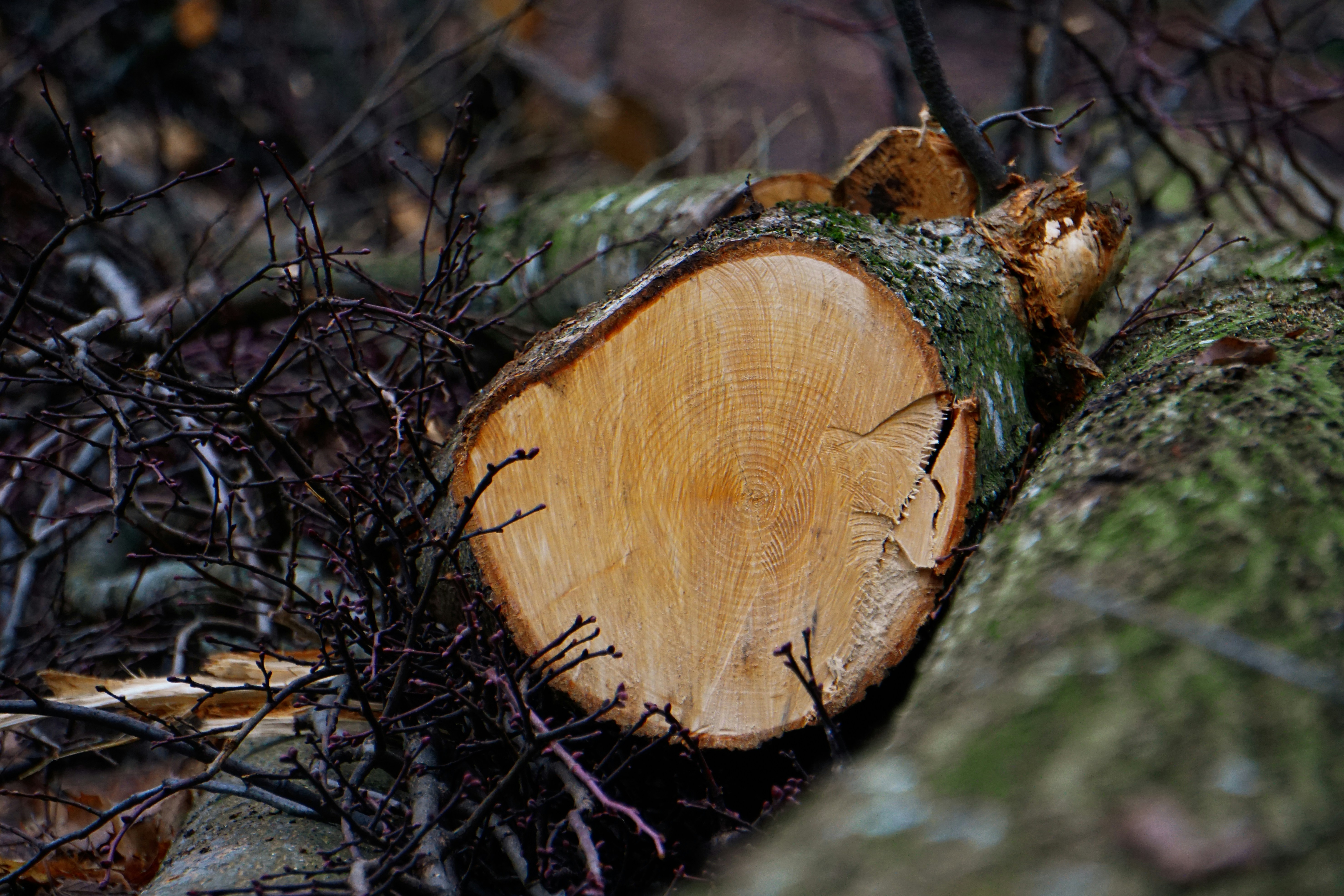 緑の苔に茶色の木製カット ログの写真 Unsplashで見つける茶色の無料写真