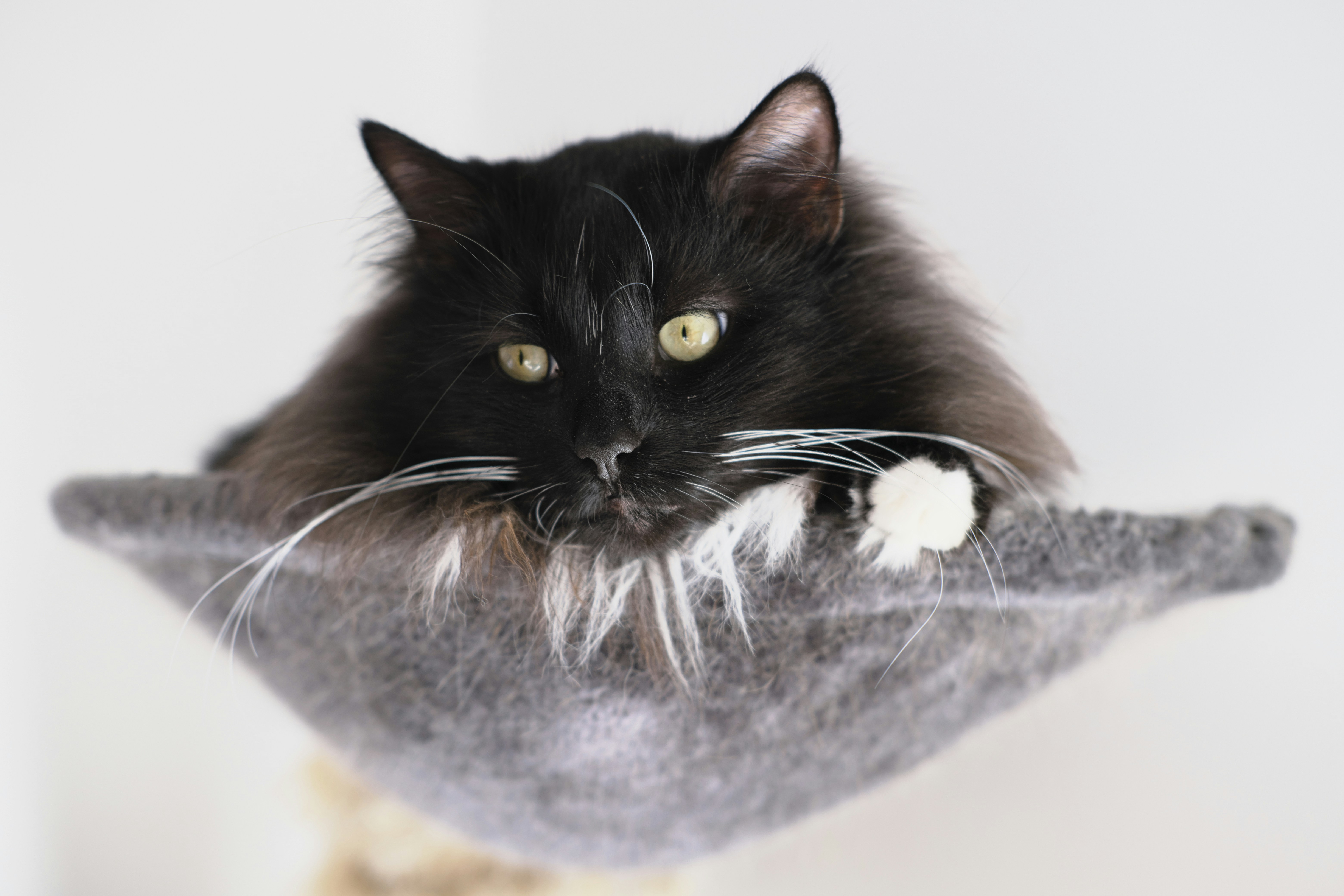 black and white cat on gray textile