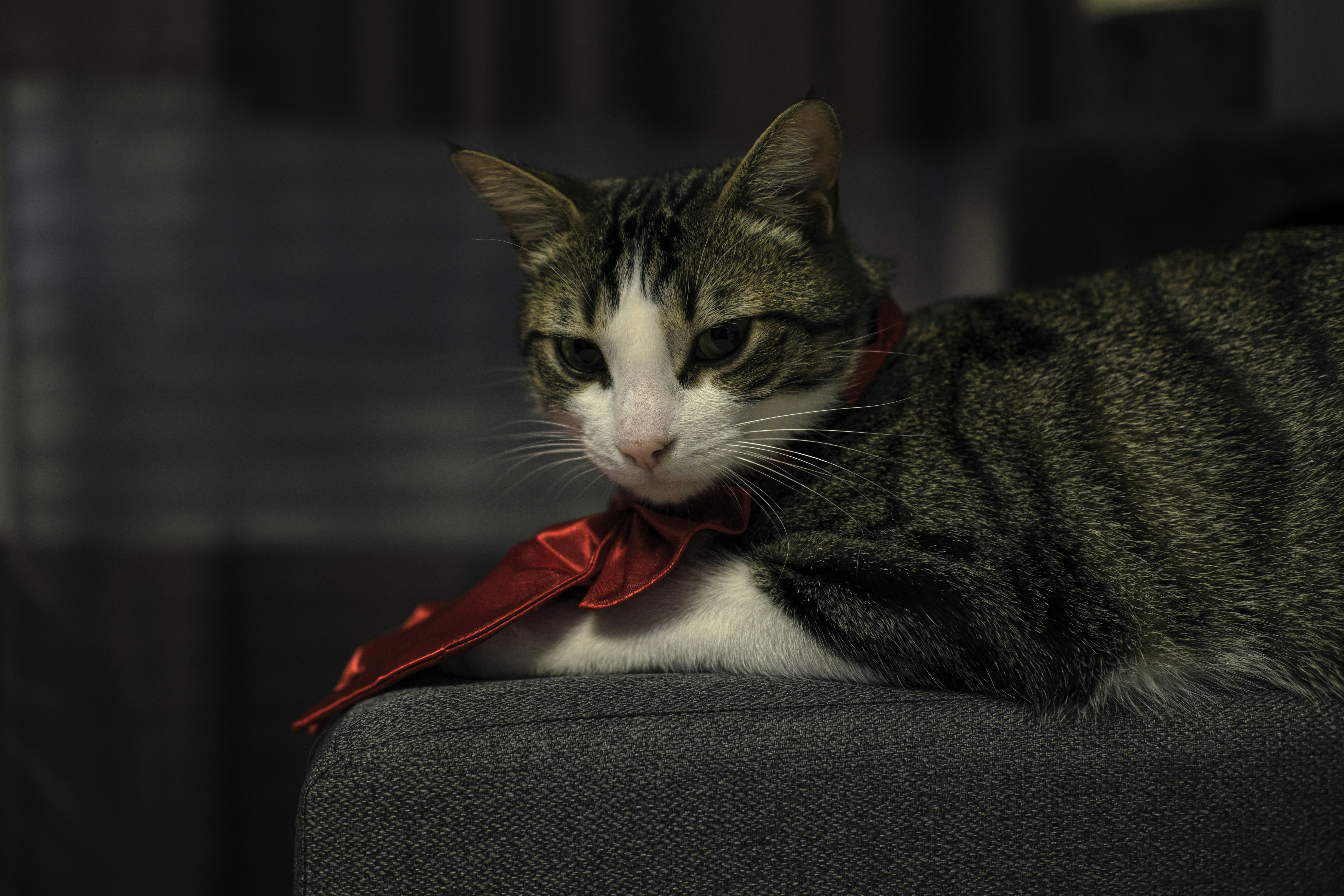 brown tabby cat with red ribbon on gray textile