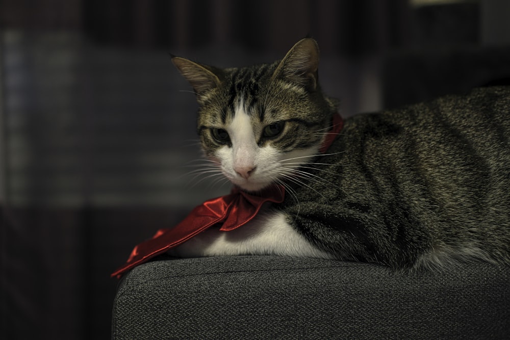 brown tabby cat with red ribbon on gray textile