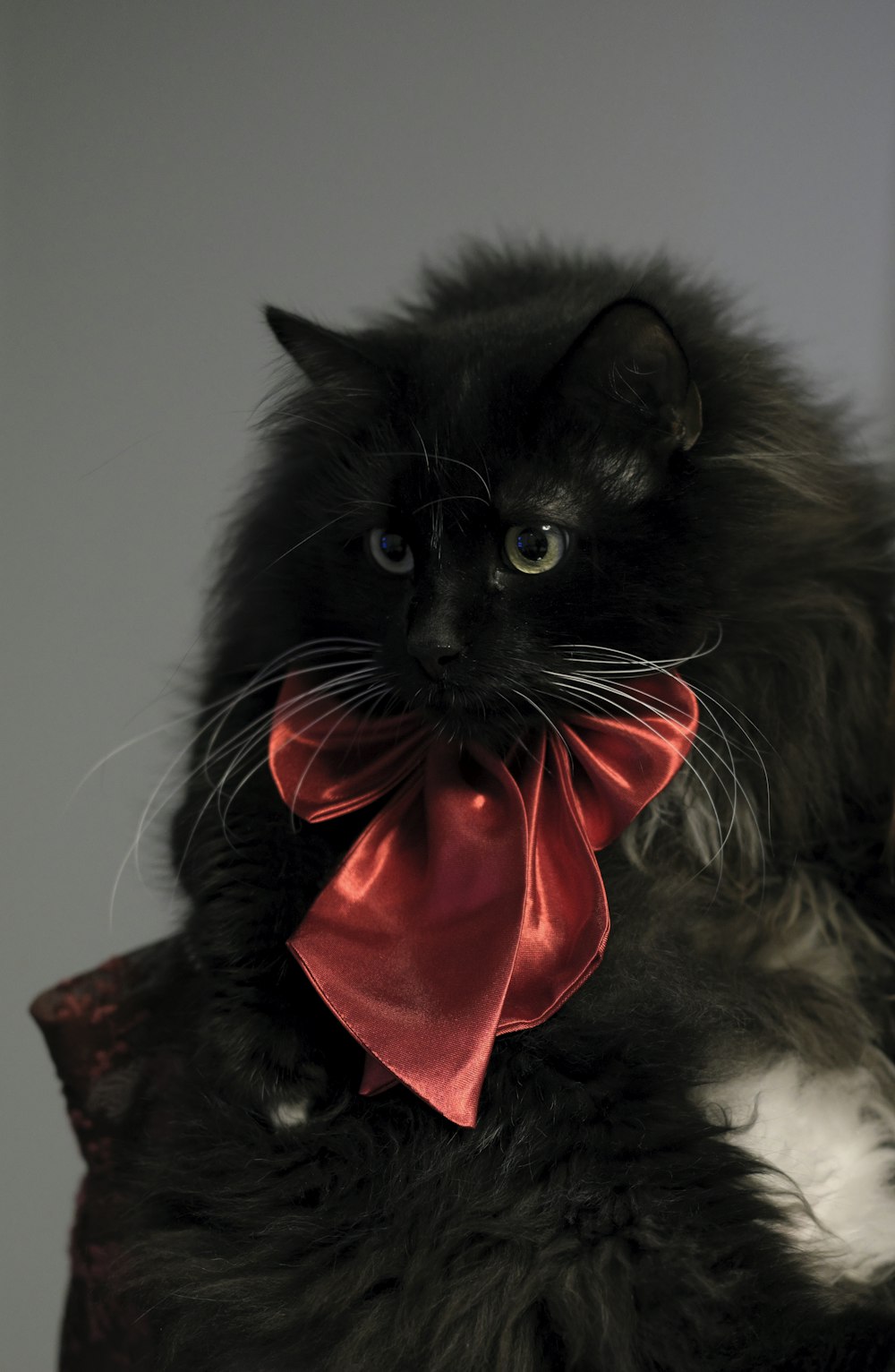 tuxedo cat with red ribbon