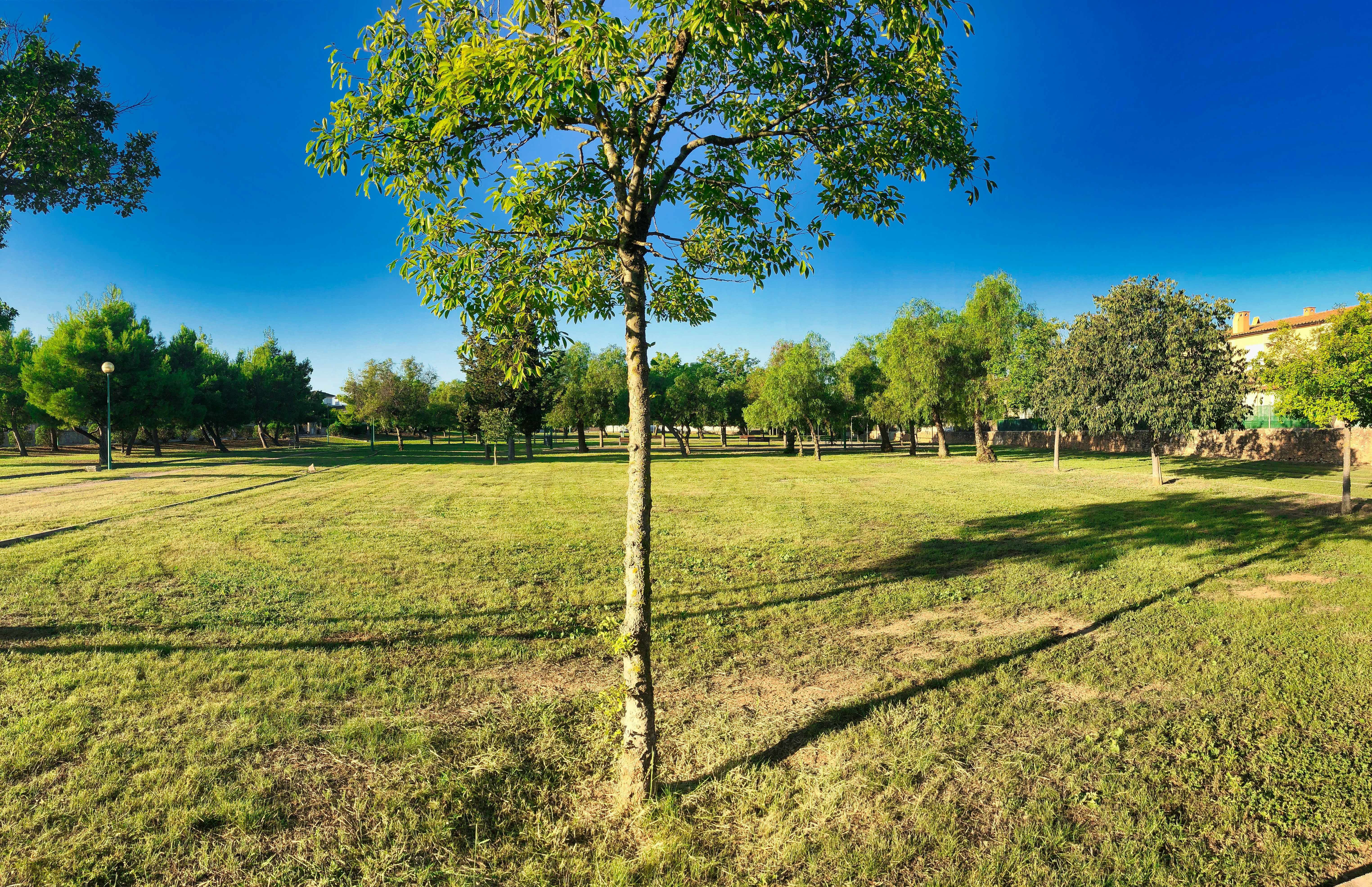 grüner Baum auf grünem Grasfeld unter blauem Himmel tagsüber