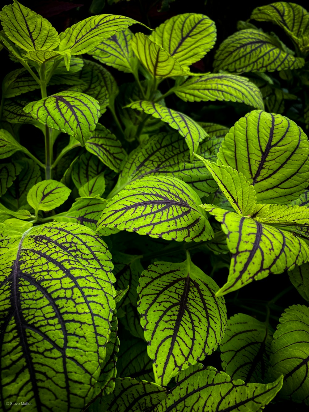 green leaves in close up photography