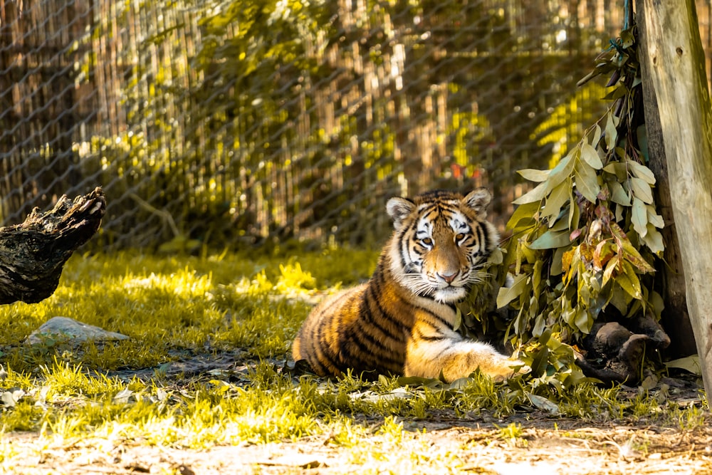 tiger lying on green grass during daytime