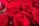 red roses in close up photography