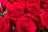 red roses in close up photography