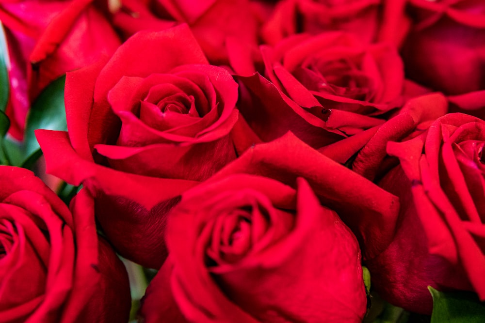 클로즈업 사진의 빨간 장미