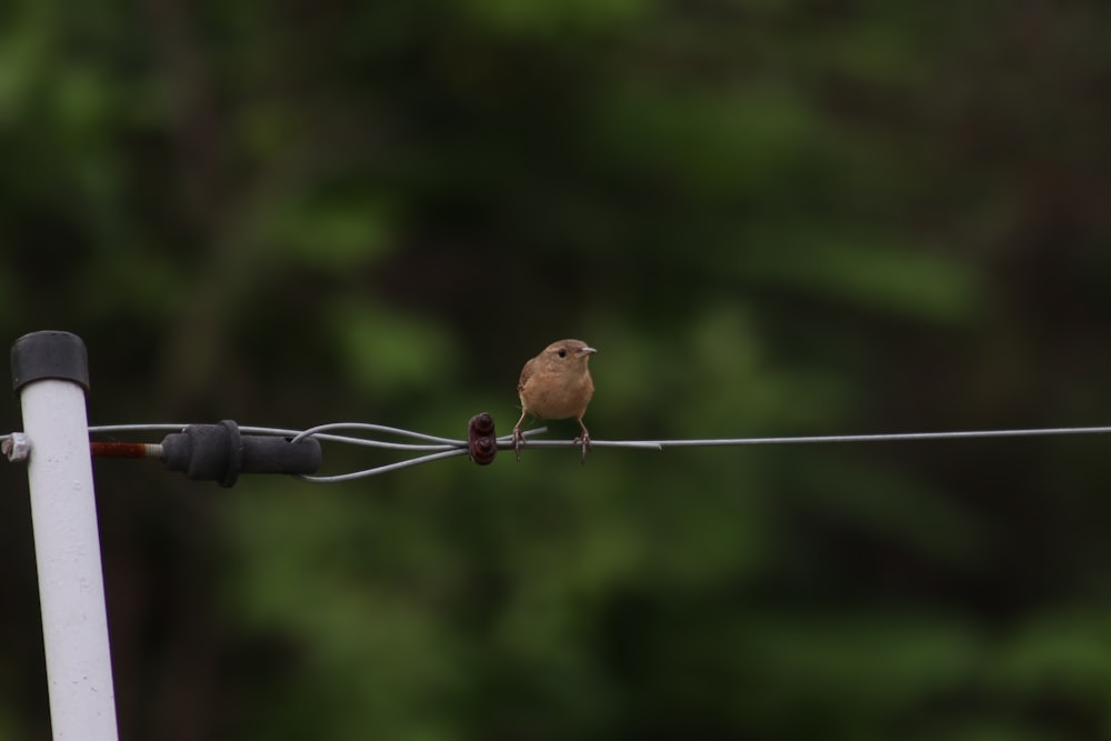 brown bird on black metal rod