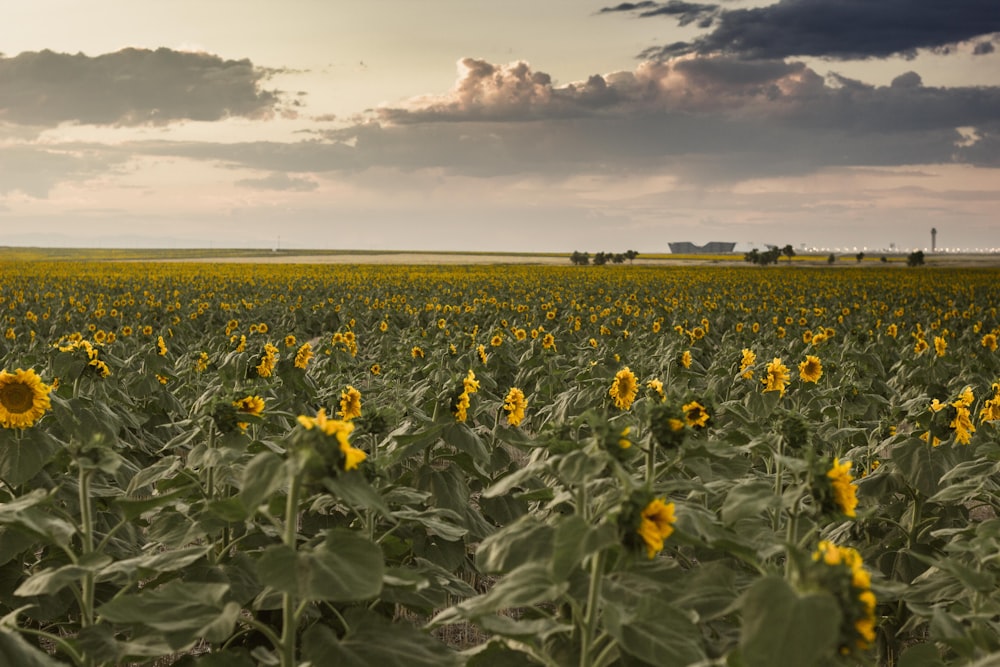 yellow sunflower field under blue sky during daytime