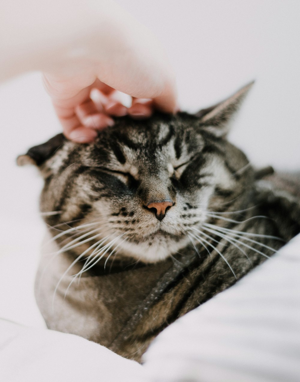 person holding silver tabby cat