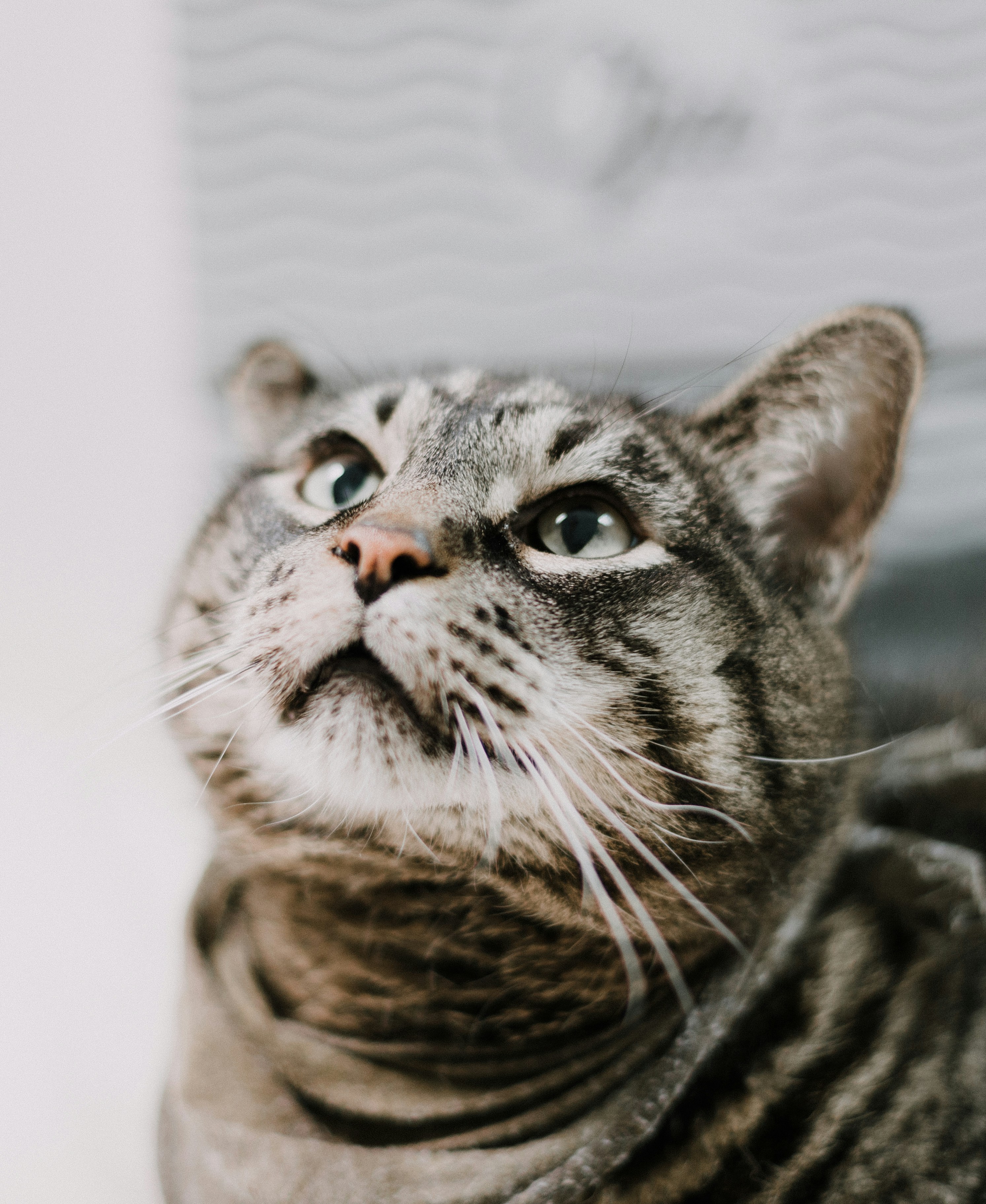 Chat tigré brun sur textile blanc photo – Image gratuite de Chat sur  Unsplash, image size:3000x3664