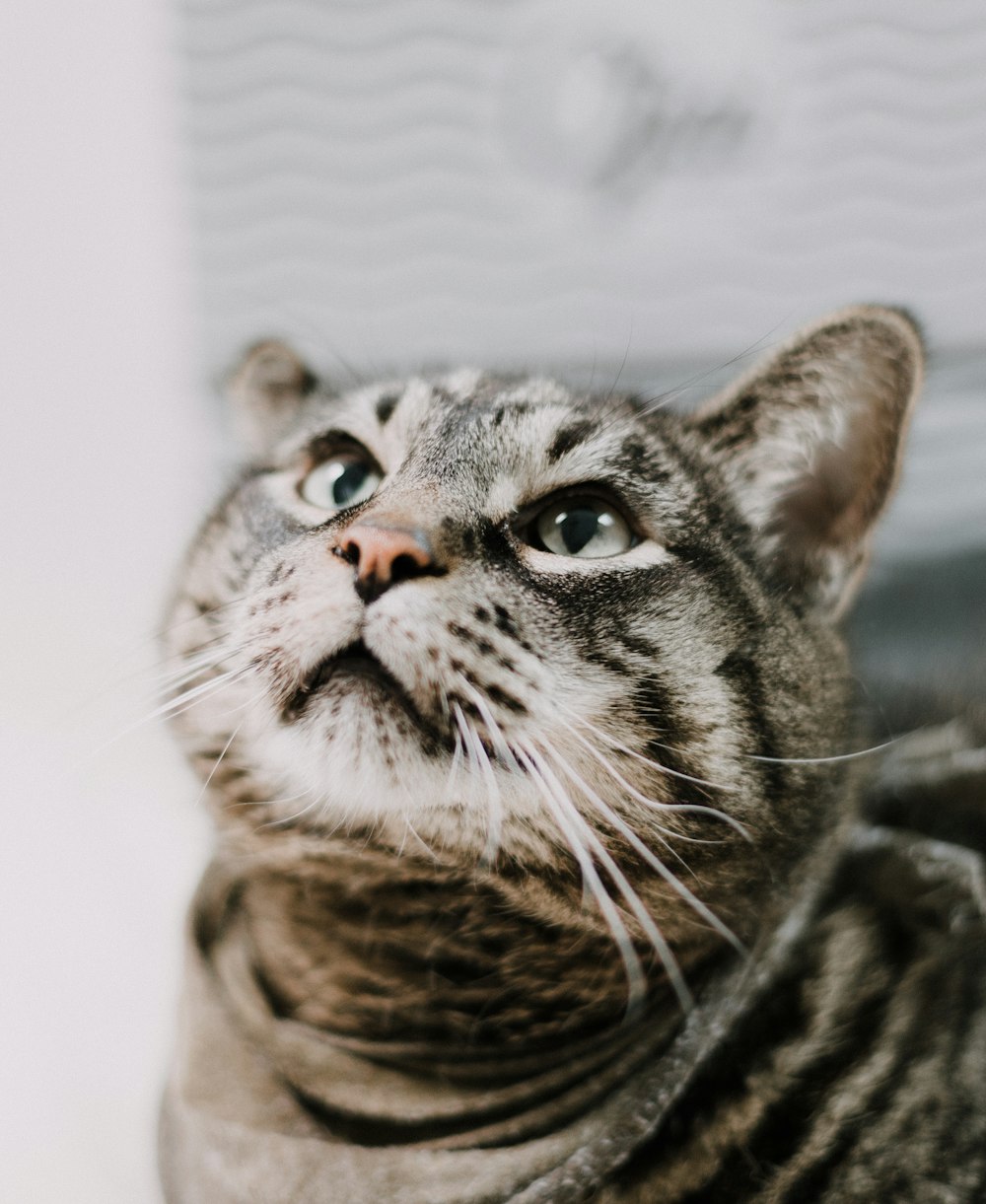 brown tabby cat on white textile