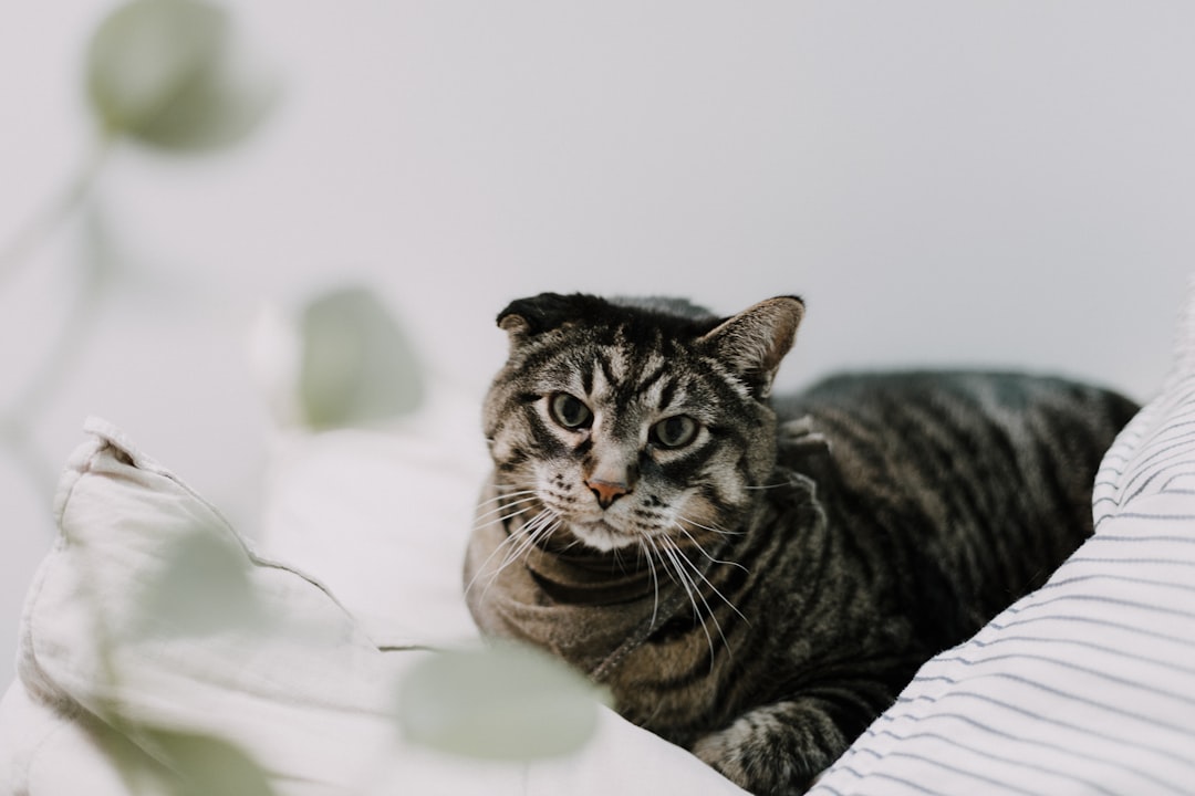 brown tabby cat on white textile