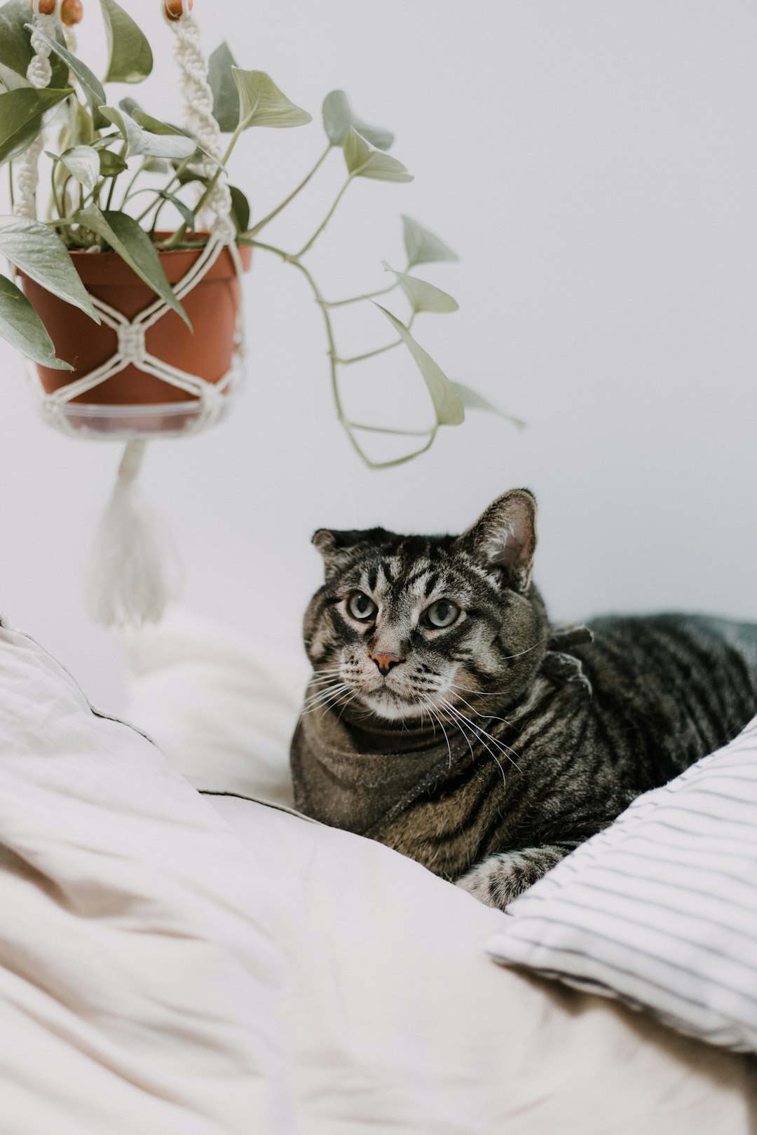 brown tabby cat on white textile