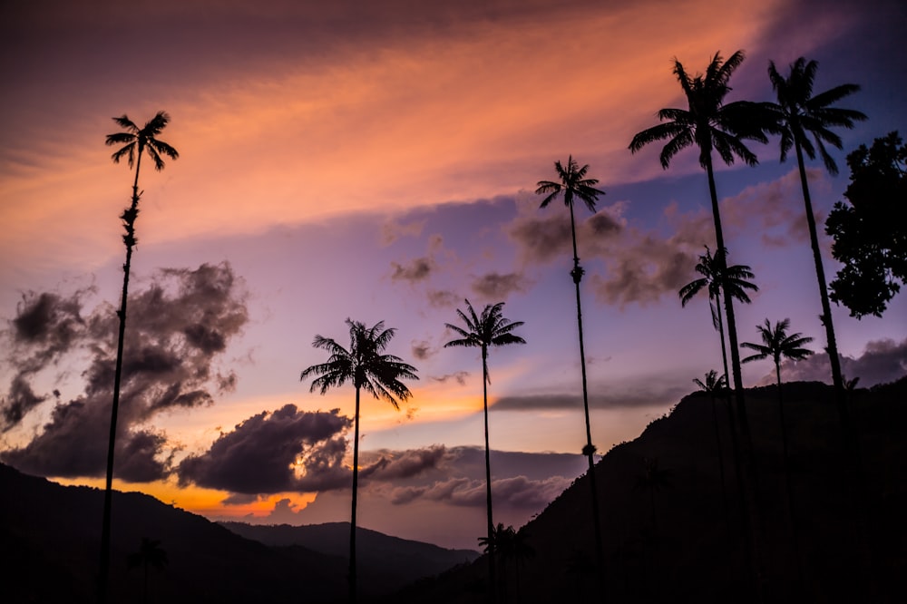 silhouette of palm trees during sunset