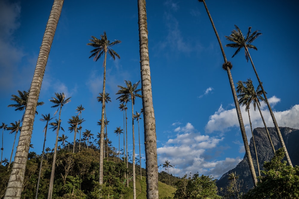 green palm trees under blue sky during daytime