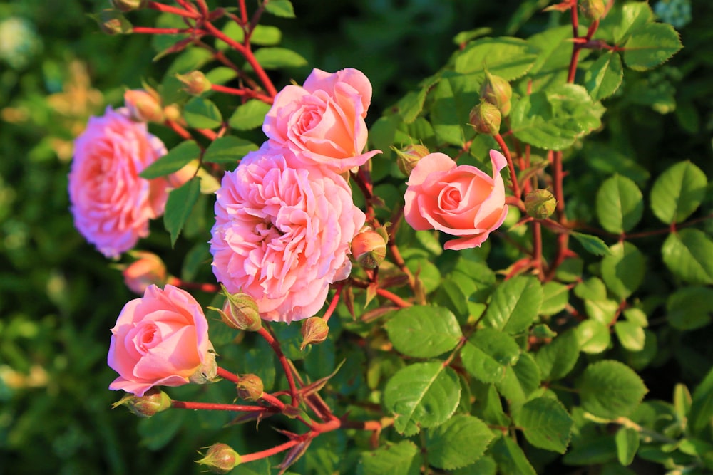 pink roses in bloom during daytime