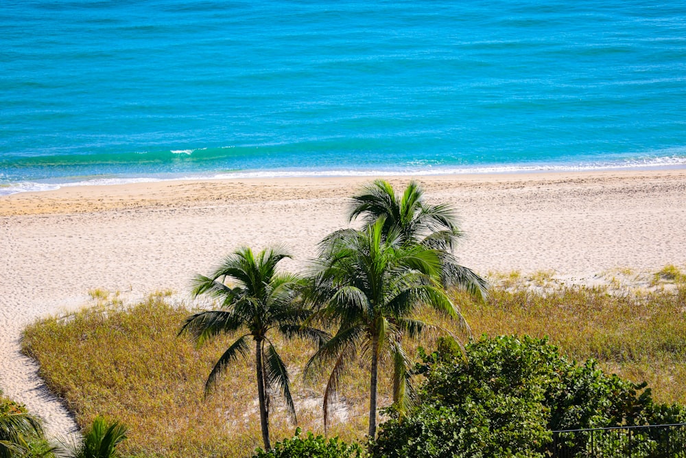 green palm tree on beach shore during daytime