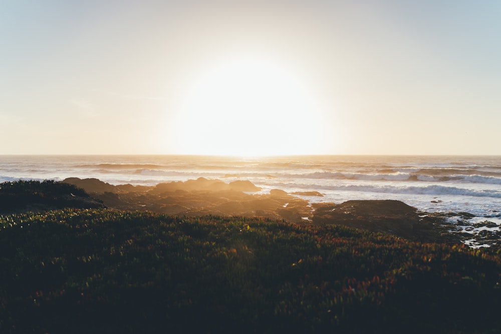 green grass field near body of water during sunset