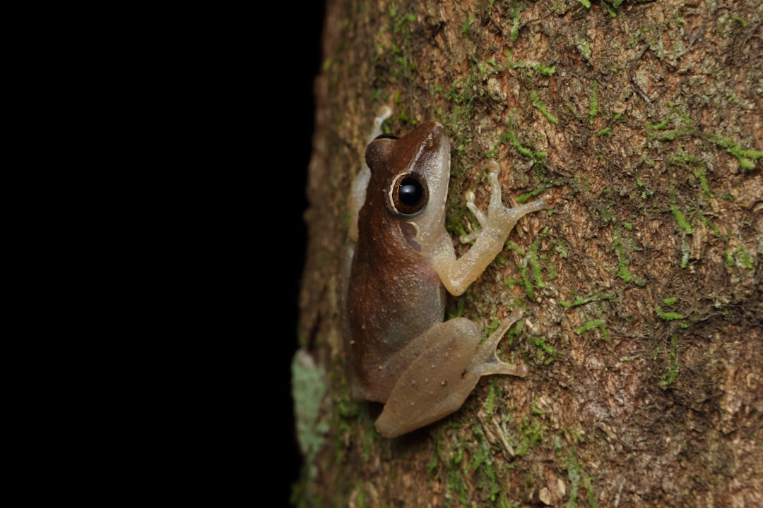 Wildlife photo spot Agumbe Chikmagalur